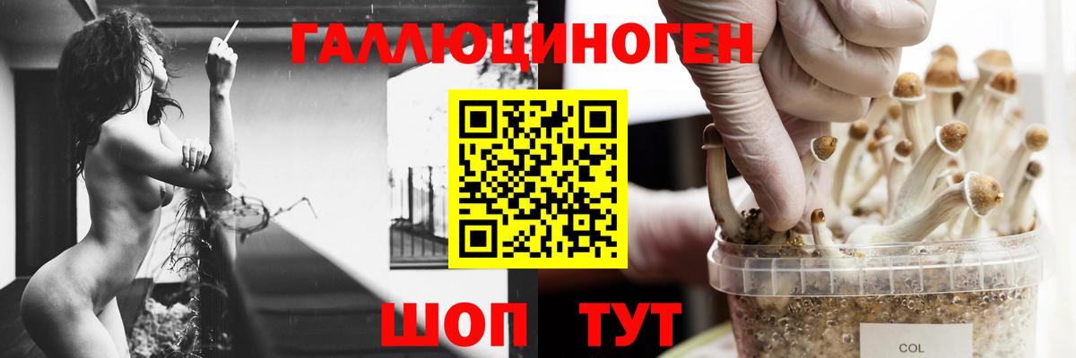 Галлюциногенные грибы GOLDEN TEACHER  Галлюциногенные грибы Cubensis  Белая Калитва  Вход с VPN 